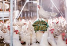 Revolutionary layer farm Kipster officially opened