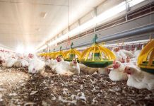 Reducing antibiotic use without harming profitability is an actual possibility