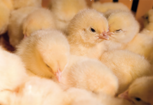 Biosecurity – practical tips to minimize the human risk of contamination