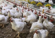 Active and passive Salmonella surveillance systems