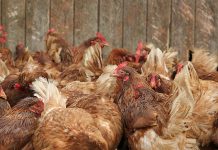 Rapid in vitro antimicrobial screening assay against Campylobacter