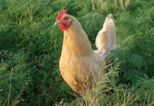 Biosecurity information sheets for rural poultry farmers in Europe