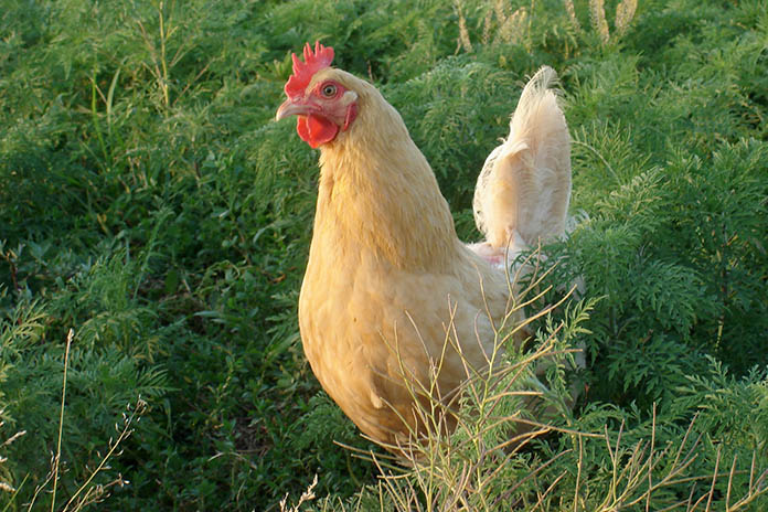Biosecurity information sheets for rural poultry farmers in Europe