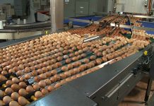 Dynamics and changing patterns of global egg trade at Country Development Group level – Part 3