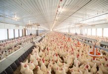 The challenge of feeding modern broiler breeders