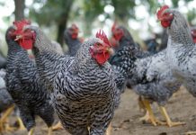 Traditional certified poultry