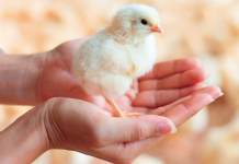 Jamesway’s Webinar talking about the Hatcher