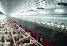 Interview with Mr Albert Jansen Jansen Poultry Equipment