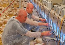 Aviagen becomes First U.S. poultry primary breeder company to be certified as an Avian Influenza Clean Compartment