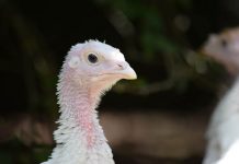 Turkey farming – A brief review of welfare and husbandry issues