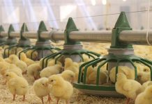 Lowering dietary calcium and available phosphorus in broilers
