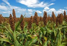 Additivity of ileal amino acid values of sorghum with different protein sources