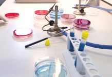 Isolation, bioactivity and applications of sulfated polysaccharides from poultry by-products