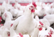 Cobb-Vantress appoints genetics executive