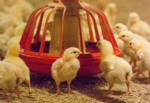 Short chain fatty acids and poultry gut health