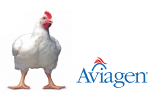 Ross grows from strength to strength in Uzbekistan