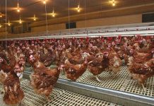 The U. S. poultry industry in transition