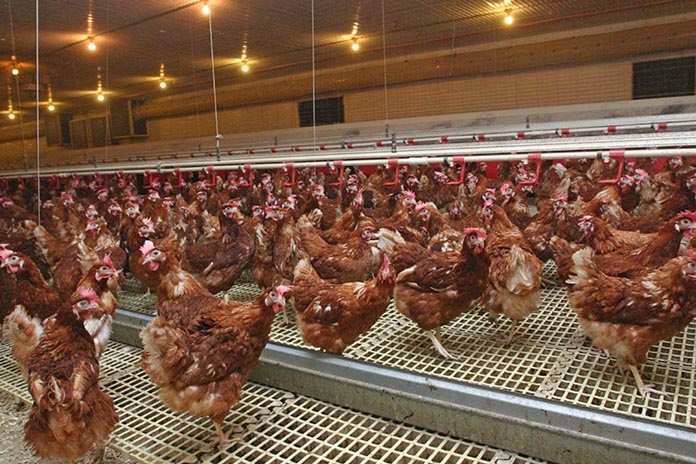 The U. S. poultry industry in transition