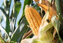 Managing the risk makes the difference in mycotoxin control