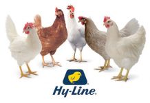 Hy-Line International hosts key distributor conference