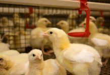 Maternal derived antibodies have a role on the impact of Original XPC