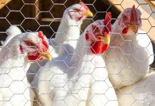 Prevalence and antimicrobial resistance of thermophylic Campylobacters in poultry