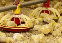 A cost-effective poultry feed additives solution to partially replace vitamin E