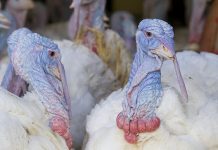 Minnesota Turkey launches 3rd “day in the life of a turkey farmer” video