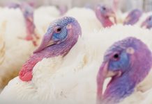 Aviagen Turkeys showcases the growth journey from poult to maturity