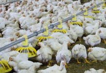 Seminars highlighting innovations in broiler farming