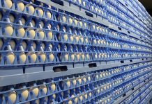 Joint Venture between Giordano Poultry Plast S.p.A. and SANOVO TECHNOLOGY GROUP