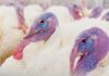Aviagen Turkeys showcases the growth journey from poult to maturity