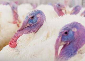 Aviagen Turkeys showcases the growth journey from poult to maturity