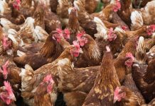Improving performance and egg quality in aging hens