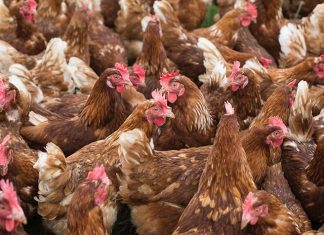 Improving performance and egg quality in aging hens