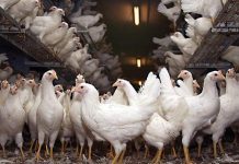 Improving hens health and productivity