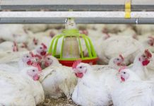 Intestinal barrier function – A case to be studied in reduced protein diets