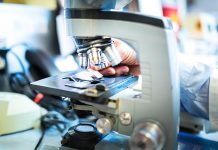 Avian reovirus, molecular characterization