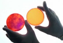 The declining trend of salmonellosis cases in the EU has levelled off