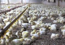 Researchers develop practical solar heater for poultry houses