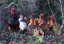 DNA region in chickens identified for disease resistance