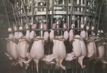 Meyn introduces the new Meyn Vent cutter 240 for vent drilling at high speeds