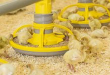 Health and industry issues facing the US turkey industry
