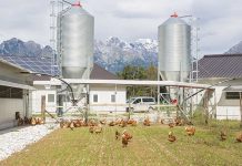Managing bird behaviour in organic production systems