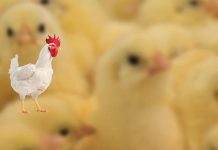 Mathieu Lardière appointed as Hubbard Technical Manager EMEA