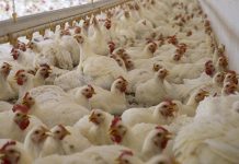 The future of probiotics