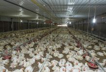 Contours of change – global egg and poultry meat production in retrospect