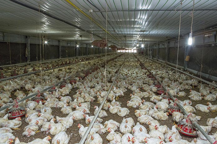 Contours of change – global egg and poultry meat production in retrospect