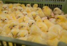 Researchers develop method for making new types of vaccines