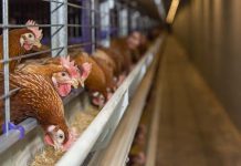 Vitamin D in laying hens: how high is high enough?